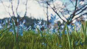 blue flowers in field