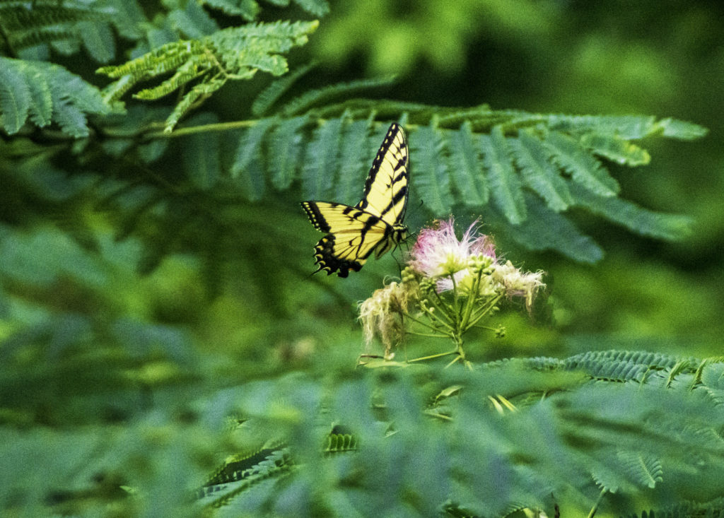 Butterfly and Flower